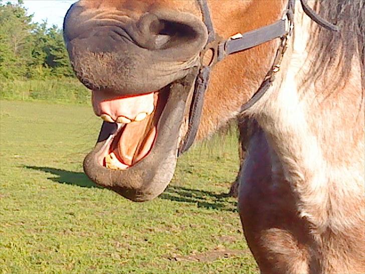 Belgier Mette Støvringgård  - Gabbb......! billede 6