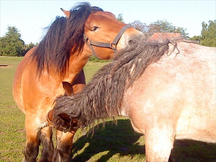 Belgier Mette Støvringgård  billede 7