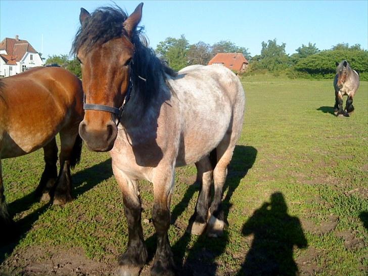 Belgier Mette Støvringgård  billede 8