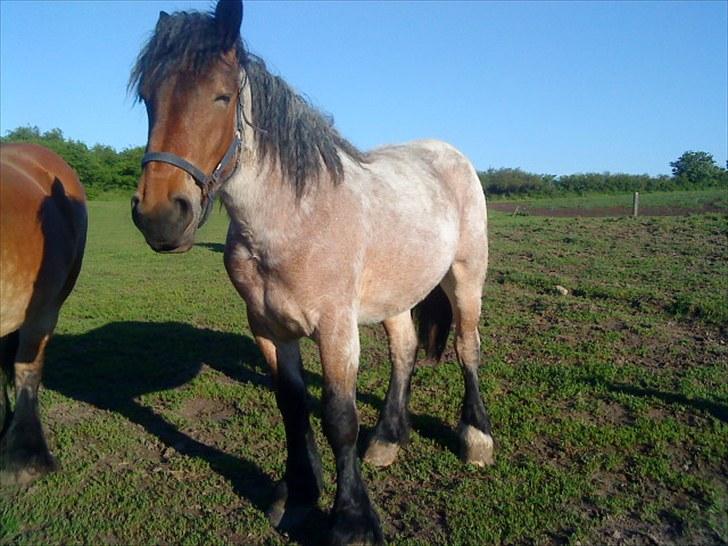 Belgier Mette Støvringgård  billede 10