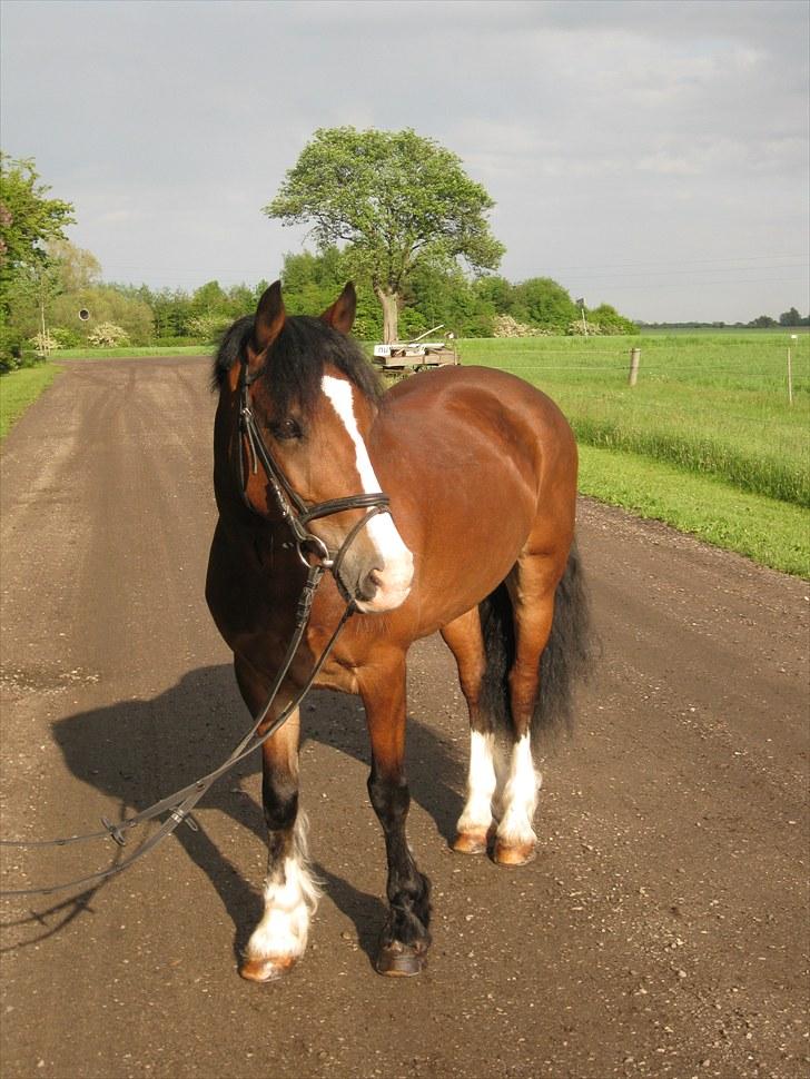 Welsh Cob (sec D) Barnabus billede 1