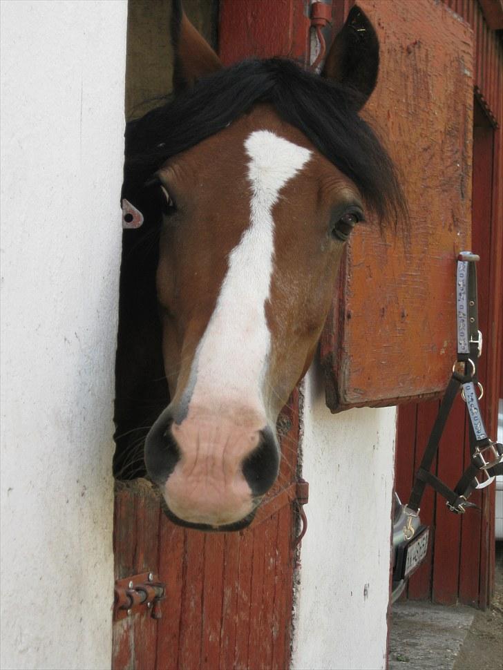 Welsh Cob (sec D) Barnabus - Hej :) billede 2