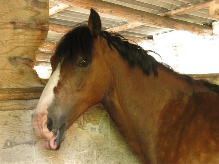 Welsh Cob (sec D) Barnabus - Umm jeg er lidt sulten  billede 3