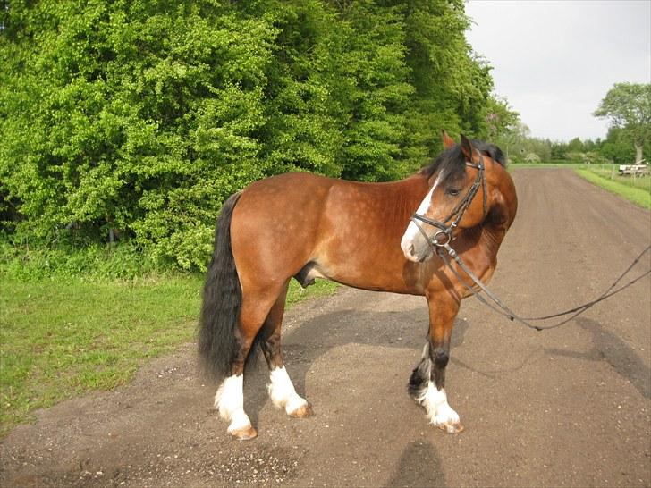 Welsh Cob (sec D) Barnabus billede 4