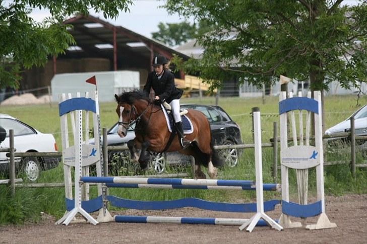 Welsh Cob (sec D) Barnabus - vores første stævne ude og den første LC! billede 5
