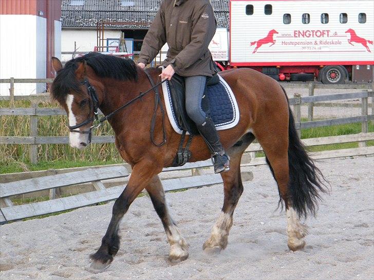 Welsh Cob (sec D) Barnabus - bamse har endelig lært at gå dressur :) billede 6