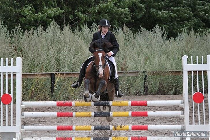 Welsh Cob (sec D) Barnabus - foto: Josephine Petersen billede 7