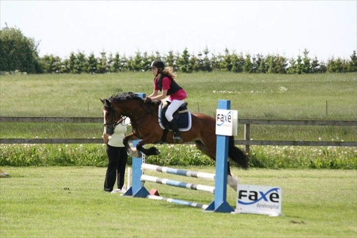 Welsh Cob (sec D) Barnabus - vores første stævne billede 8