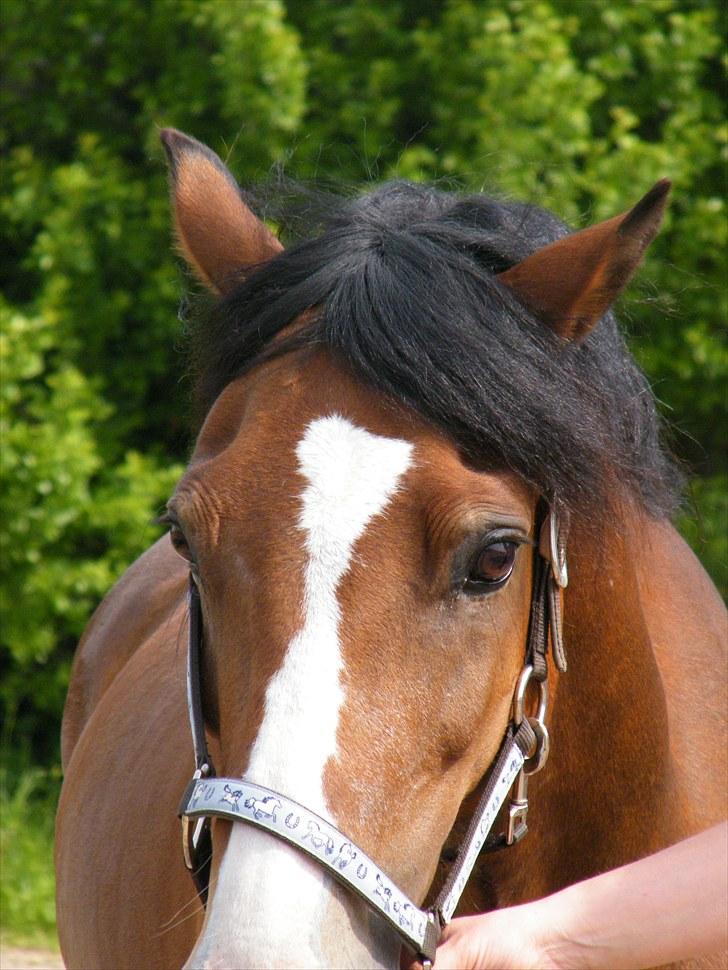 Welsh Cob (sec D) Barnabus billede 9