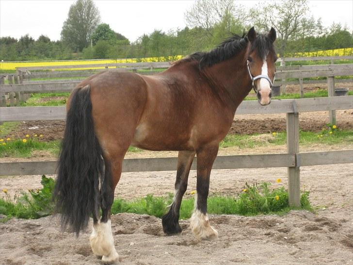 Welsh Cob (sec D) Barnabus billede 10