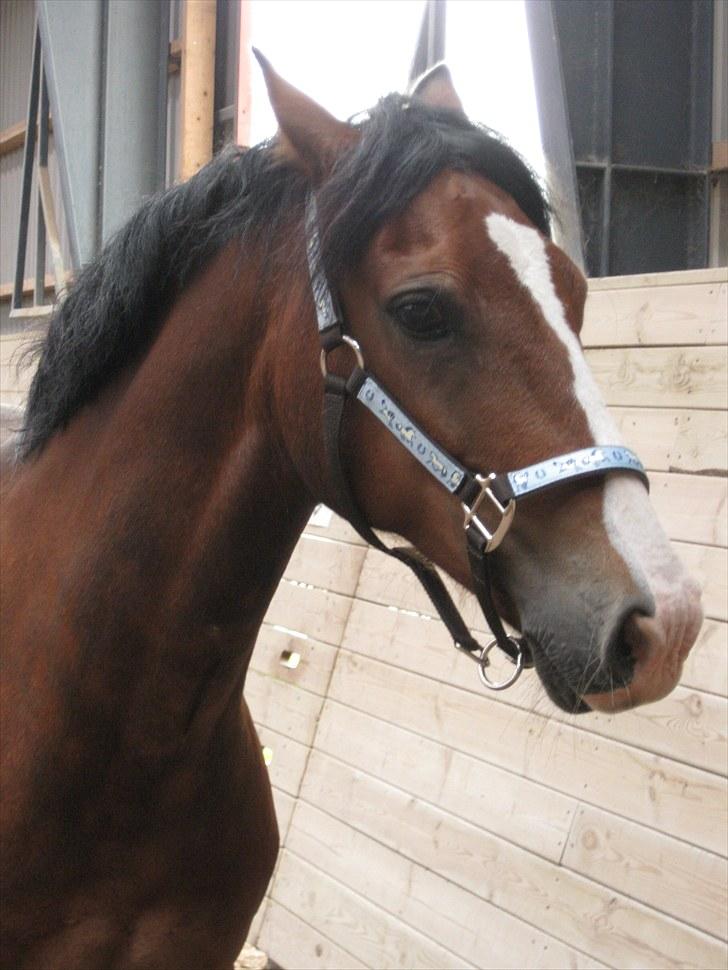 Welsh Cob (sec D) Barnabus - billedet er taget den anden dag jeg havde bamse på brøve billede 11