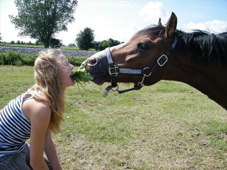 Welsh Cob (sec D) Barnabus - busse er ikke så god til at kysse!  :) billede 12