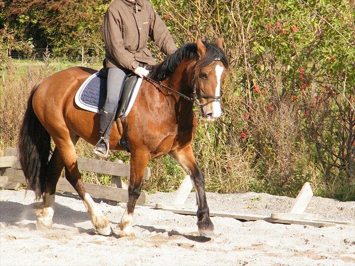 Welsh Cob (sec D) Barnabus - dressur billede 13
