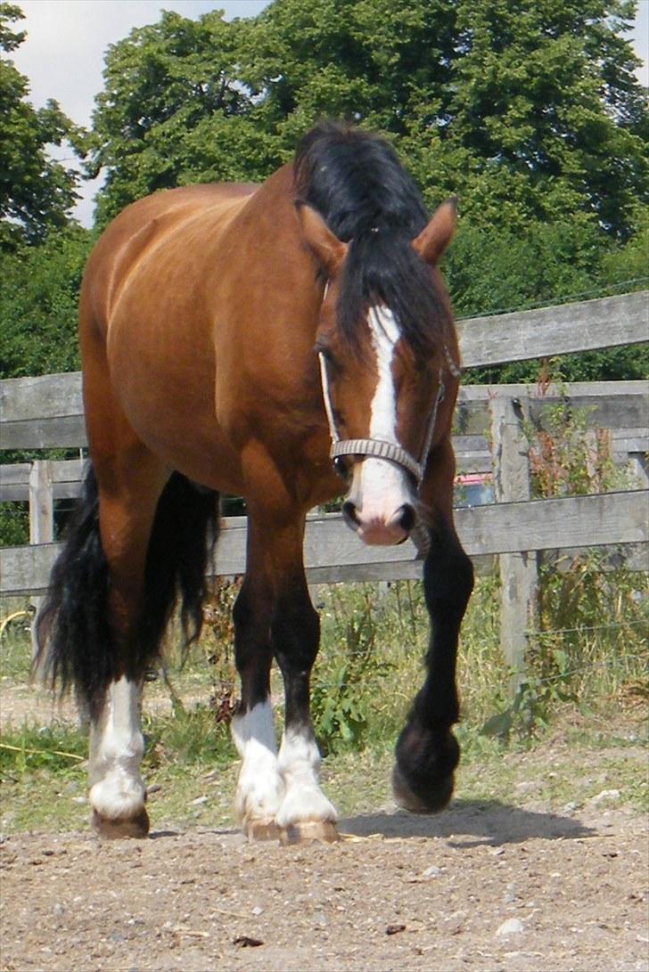 Welsh Cob (sec D) Barnabus - skal jeg ud og ride nu? okay jeg kommer. billede 14