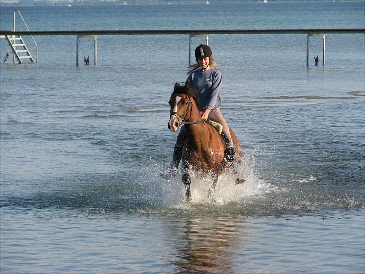 Welsh Cob (sec D) Barnabus - bamse er en lille vand hund billede 15