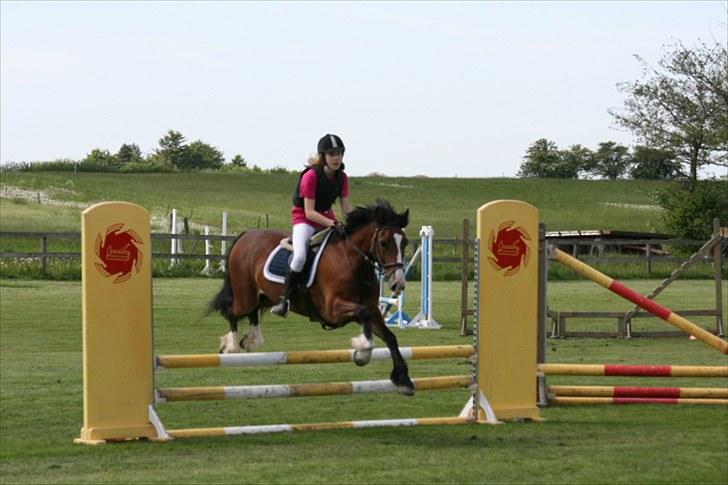Welsh Cob (sec D) Barnabus - vores første stævne billede 16