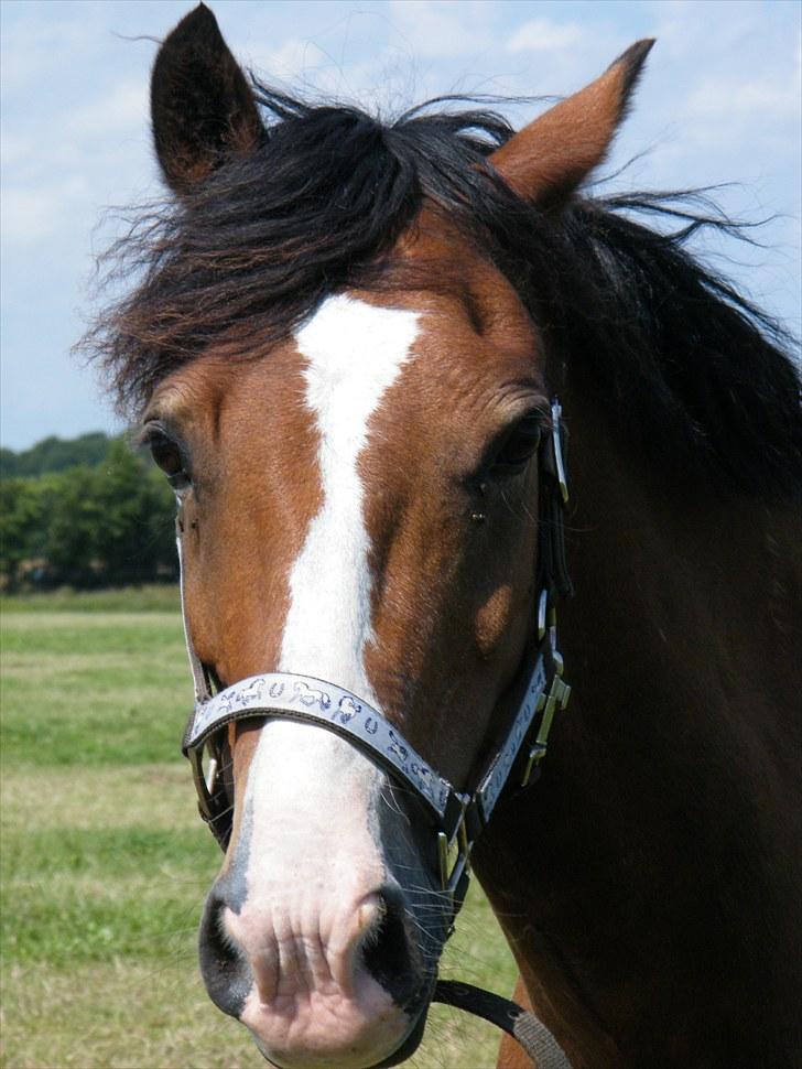 Welsh Cob (sec D) Barnabus billede 17