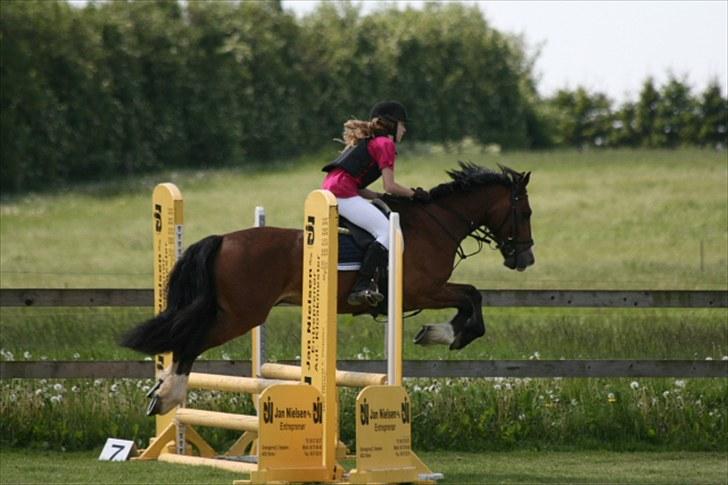 Welsh Cob (sec D) Barnabus - vores første stævne billede 18