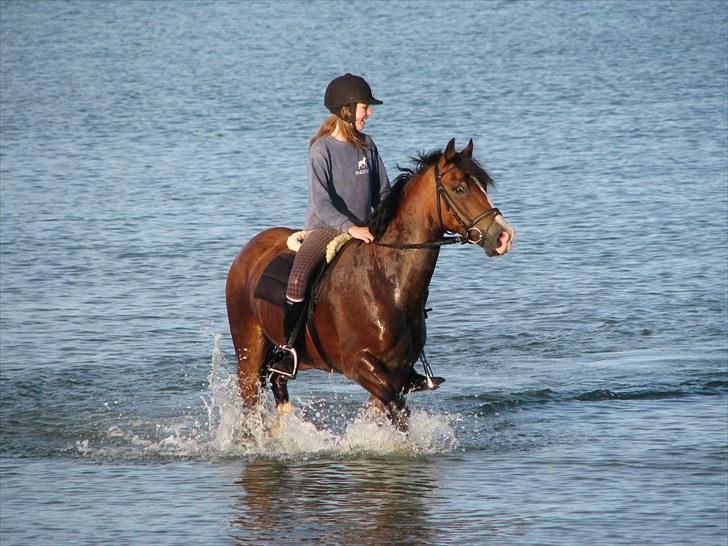 Welsh Cob (sec D) Barnabus - ej nu er jeg jo blevet helt våd!  billede 19