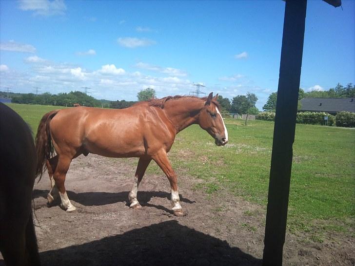 Frederiksborg Poseidon (Traktor) R.I.P. billede 5