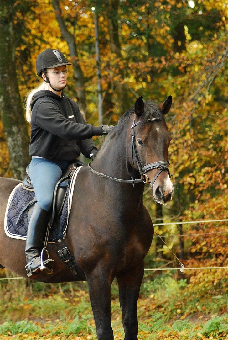 Dansk Varmblod CASOPRANO (Følle) - Oktober 2010 billede 4