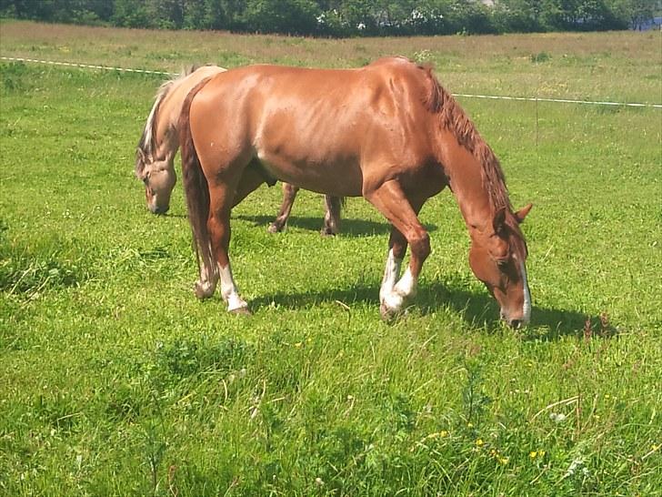 Frederiksborg Poseidon (Traktor) R.I.P. billede 6