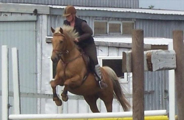Palomino Golden fair lady (Goldie) billede 1