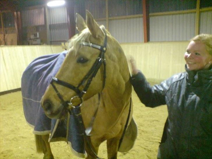 Palomino Golden fair lady (Goldie) billede 2