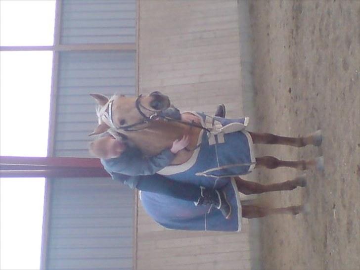 Palomino Golden fair lady (Goldie) billede 3