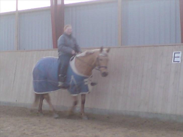 Palomino Golden fair lady (Goldie) billede 4