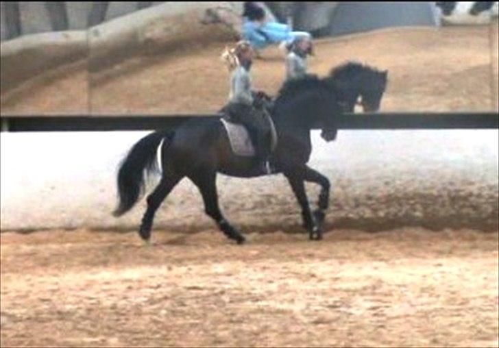 Dansk Varmblod CASOPRANO (Følle) - Træning 20.03.2011 - taget ud af video billede 11