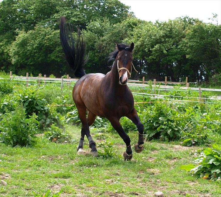 Dansk Varmblod CASOPRANO (Følle) - Juni 2010 billede 12