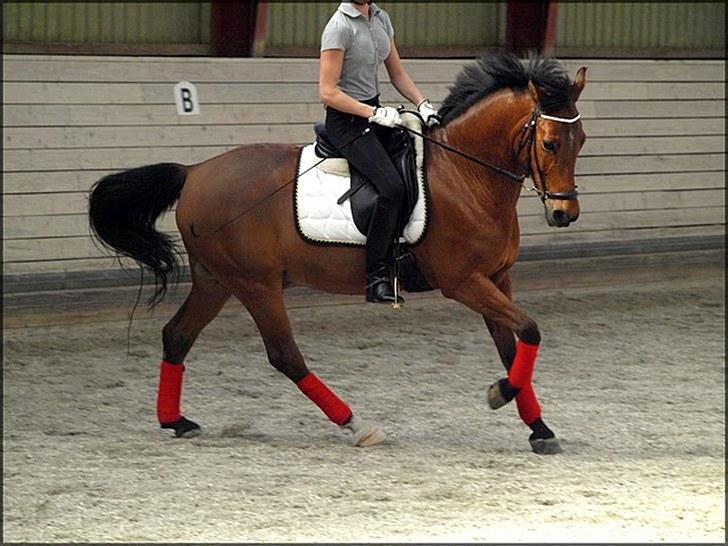 Welsh Cob (sec D) Altenahr Hovgård - Træning hos Cathrine Dufour. billede 3