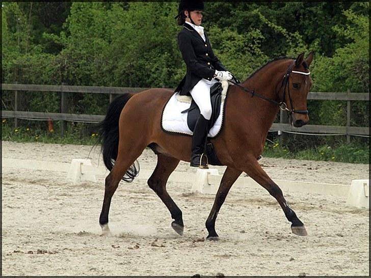 Welsh Cob (sec D) Altenahr Hovgård billede 4