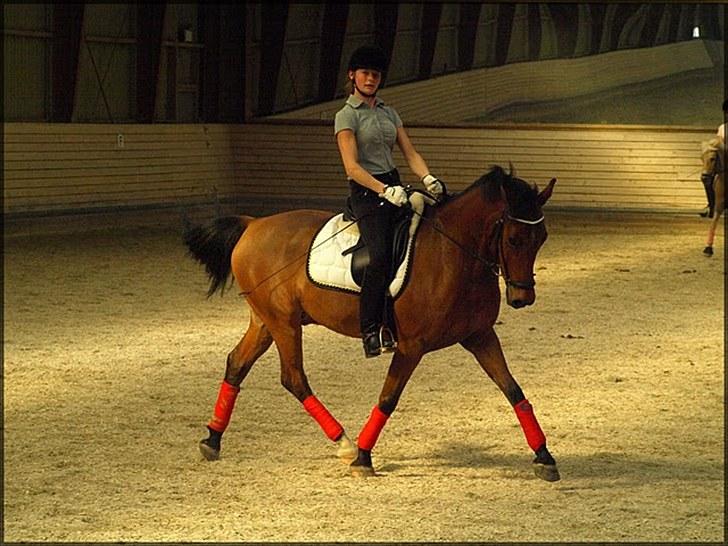 Welsh Cob (sec D) Altenahr Hovgård - Træning hos Cathrine Dufour. billede 5