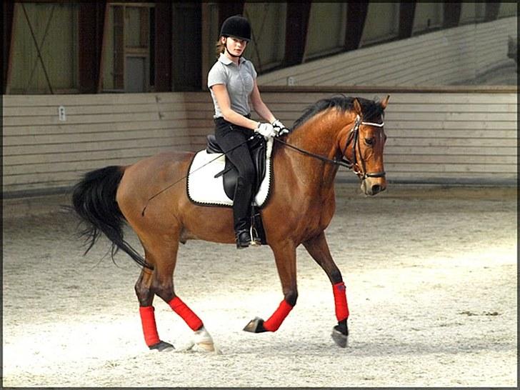 Welsh Cob (sec D) Altenahr Hovgård - Træning hos Cathrine Dufour. billede 7