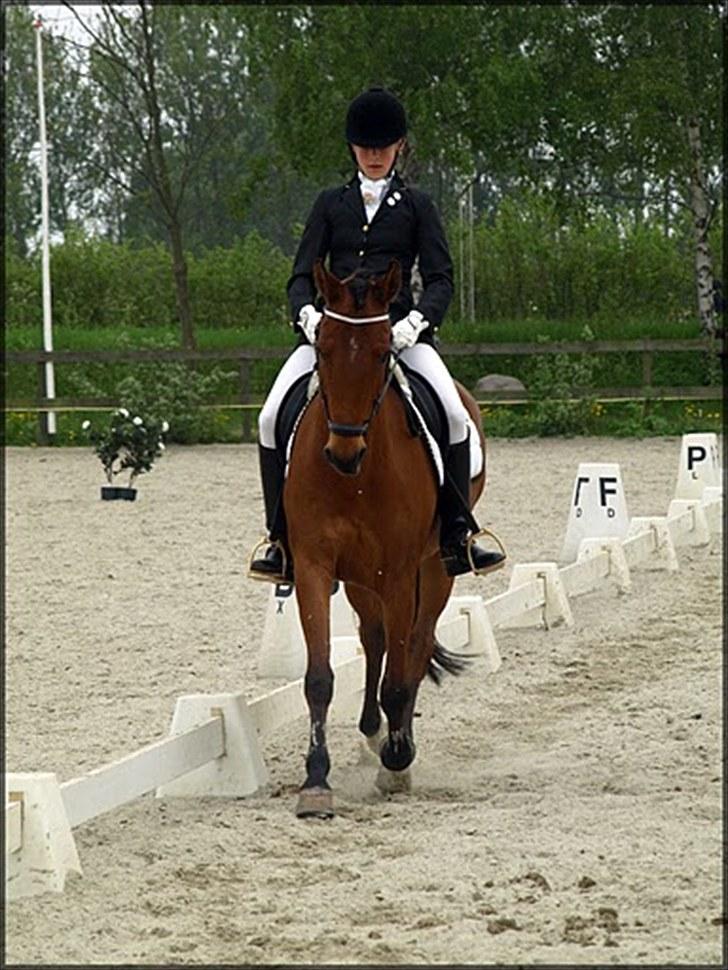 Welsh Cob (sec D) Altenahr Hovgård billede 8