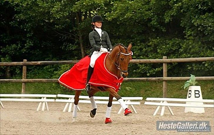 Welsh Cob (sec D) Altenahr Hovgård billede 9