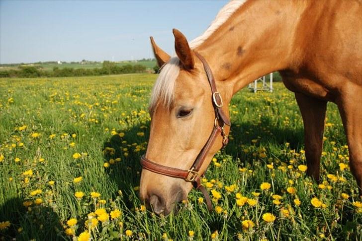 Palomino Golden fair lady (Goldie) billede 5