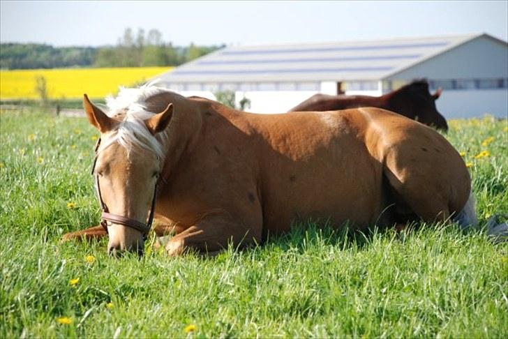 Palomino Golden fair lady (Goldie) billede 6