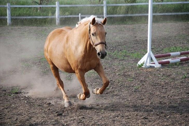 Palomino Golden fair lady (Goldie) billede 7