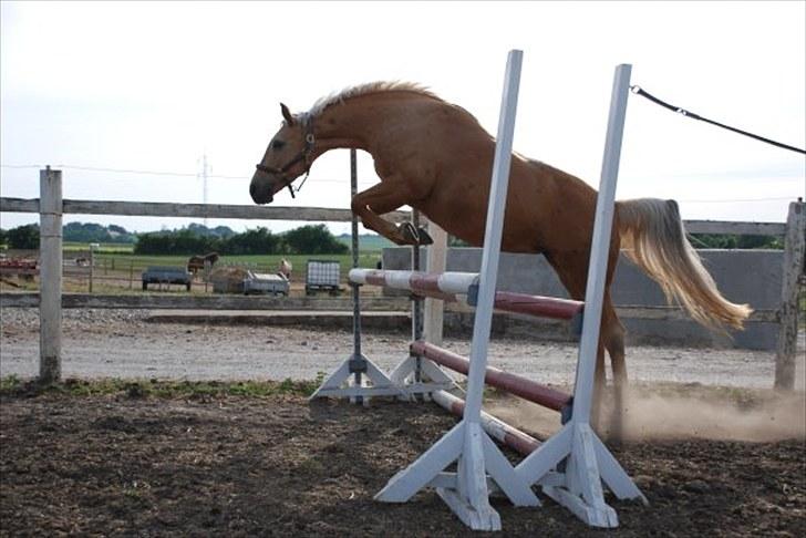 Palomino Golden fair lady (Goldie) billede 8