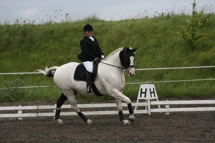 Anden særlig race Chicaro's Millenium SOLGT billede 6