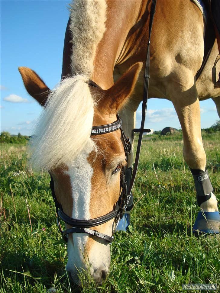 Haflinger Kong Fu - sommeren 2009 billede 3