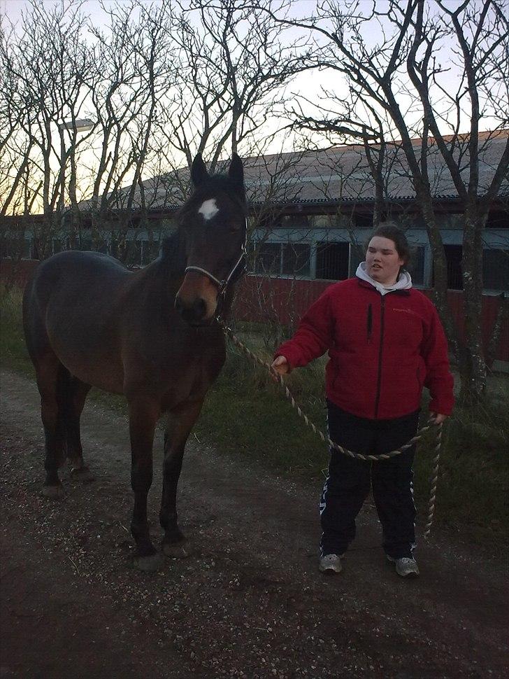 Welsh Cob (sec D) Donnovan - solgt - dato: 06/11-2010. et af de bedste billeder af mig og Dunse :) billede 6