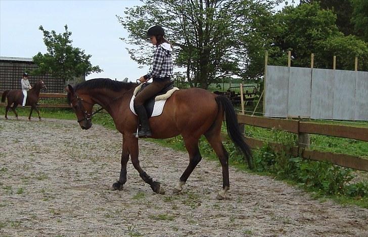 Fuldblod (XX) Fourier (DEN) - tilbageleveret - Fusse & jeg <3 billede 4