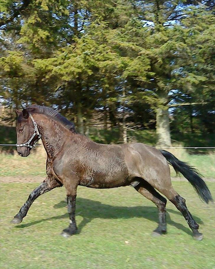 Anden særlig race Avantih <33 billede 11