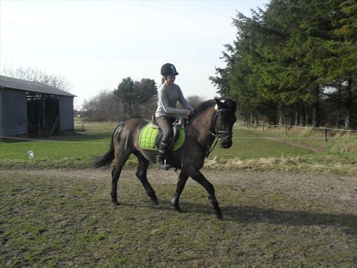 Anden særlig race Avantih <33 billede 12