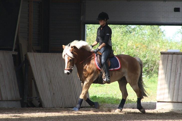 Haflinger Kong Fu - Michelle og futte, mandag den 30.08.2010 billede 11