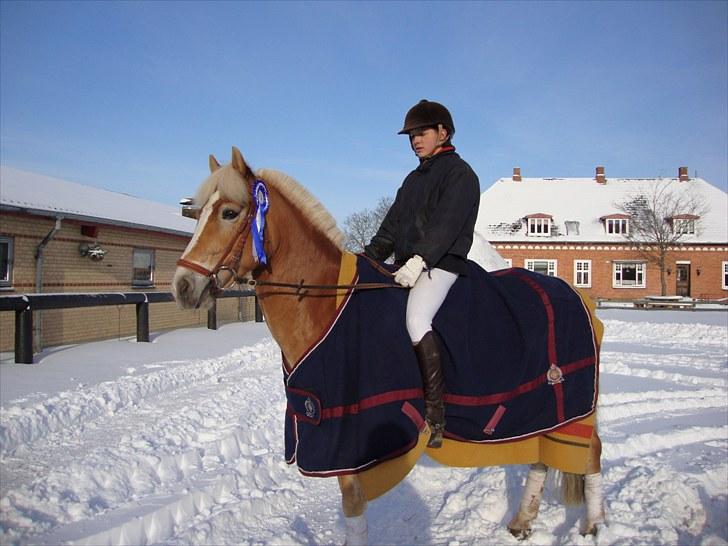 Haflinger Kong Fu - stævne på MSR i marts 2010 billede 12